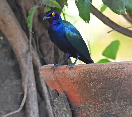 Lamprotornis purpureus - Purple Glossy-Starling