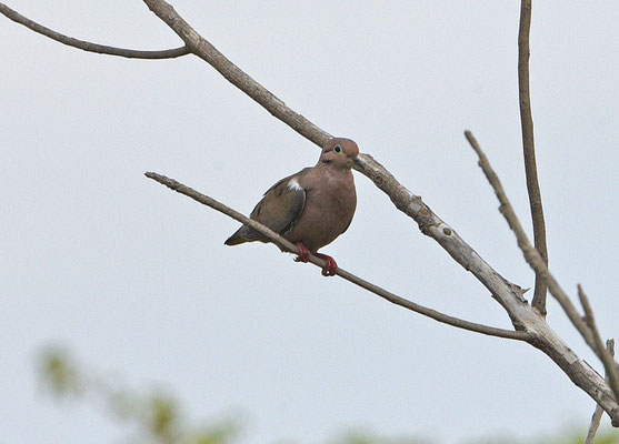 Eared Dove