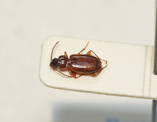 Trechus quadristriatus - Akkerboogkever