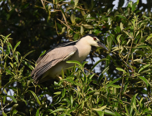 Kwak