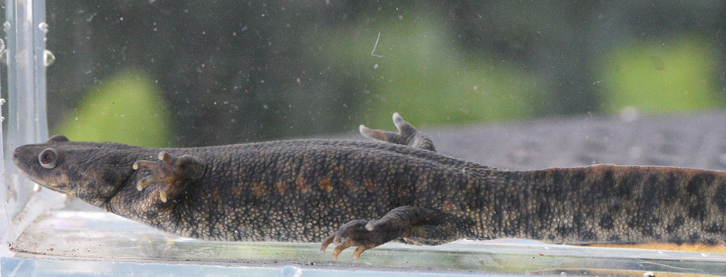 Ribbensalamander