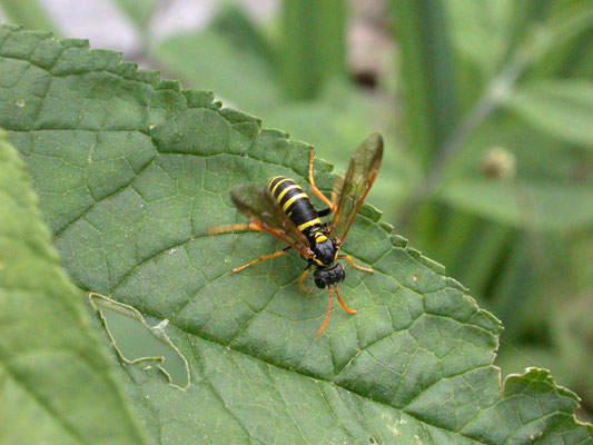 Tenthredo scrophulariae - Helmkruidbladwesp