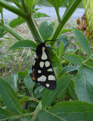 Roomvlekvlinder (Arctia villica)