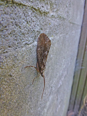 Phryganea species