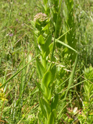 Sedum telephium - Hemelsleutel