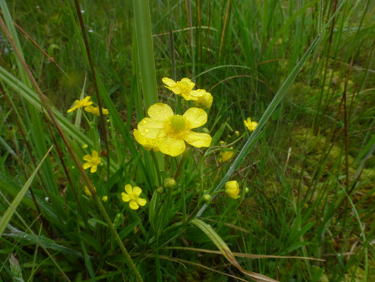 Ranunculus flammula - Egelboterbloem