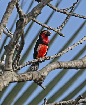 Lybius dubius - Bearded Barbet