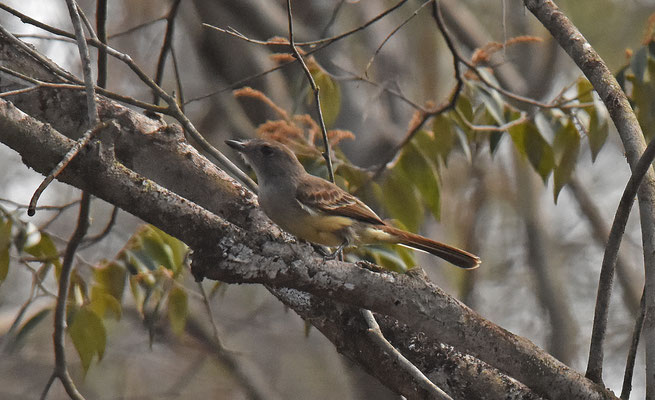 Pale-bellied Mourner