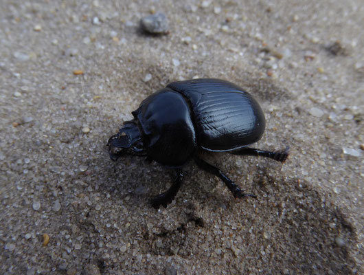 Driehoornmestkever vrouw (Typhaeus typhoeus)