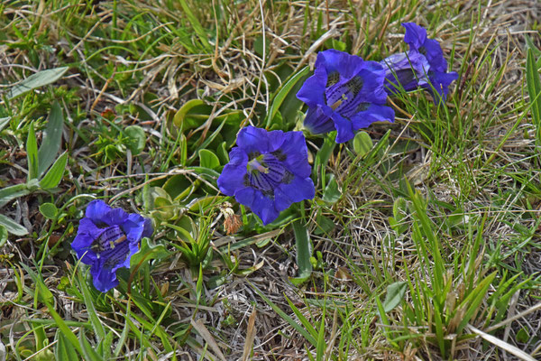 Kochs gentiaan (Gentiana acaulis)