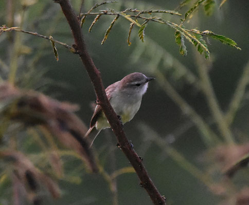 Mouse-colored Tyrannulet