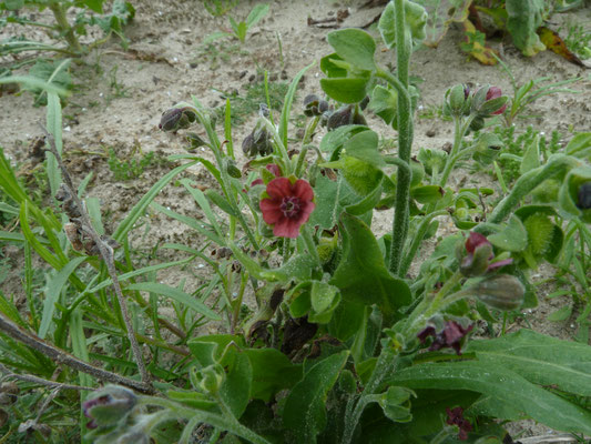 Cynoglossum officinale - Veldhondstong