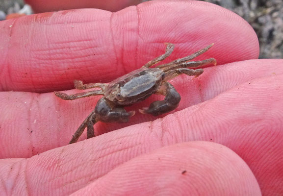 Hemigrapsus takanoi - Penseelkrab
