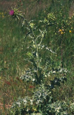 Silybum marianum - Mariadistel