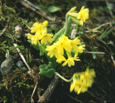 Primula elatior - Slanke sleutelbloem