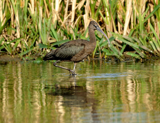 Zwarte ibis