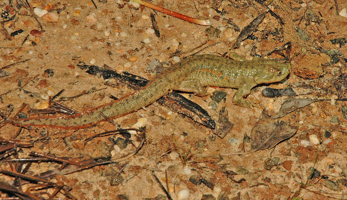 Pleurodeles waltl - Ribbensalamander