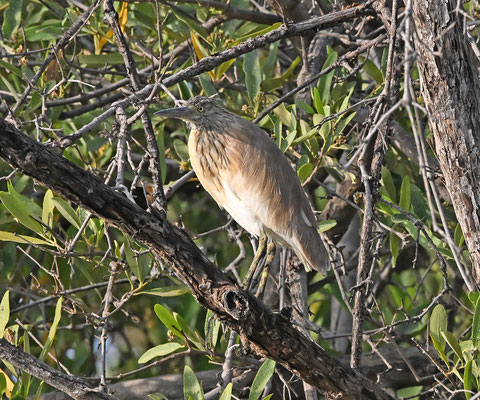 Ardeola ralloides - Squacco Heron