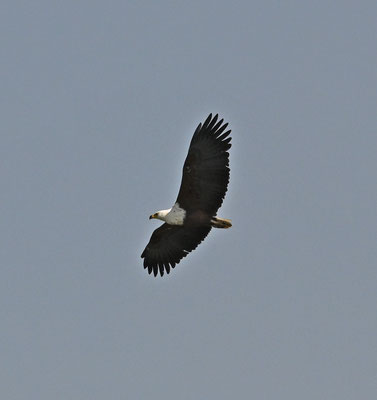 Haliaeetus vocifer - African Fish-Eagle