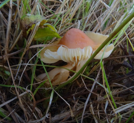 Hygrocybe pratensis - Weidewasplaat