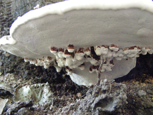 Ganoderma lipsiense - Platte tonderzwam