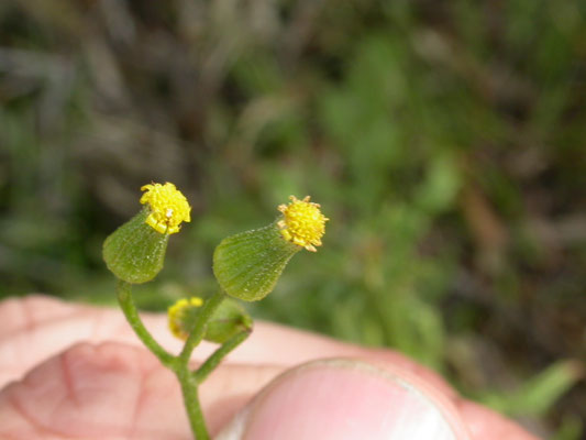 Senecio sylvaticus - Boskruiskruid