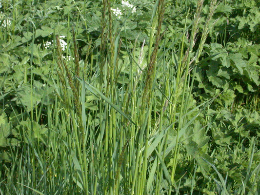 Arrhenatherum elatius - Glanshaver