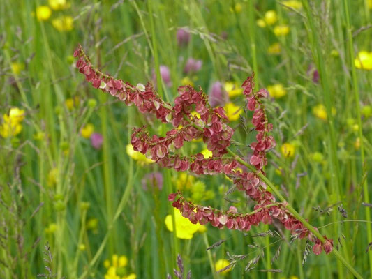 Rumex acetosa - Veldzuring