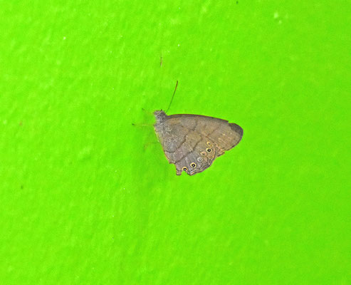 Hermeuptychia hermes