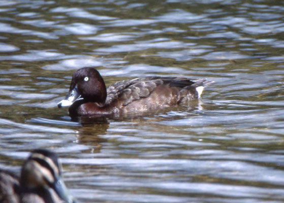 White-eyed Duck