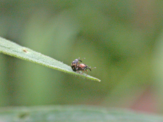 Nanophyes marmoratus - Dwerg-kattenstaartsnuitkever