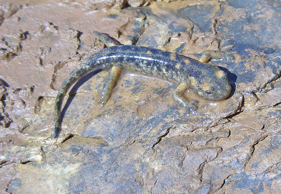 Salamandra salamandra morenica