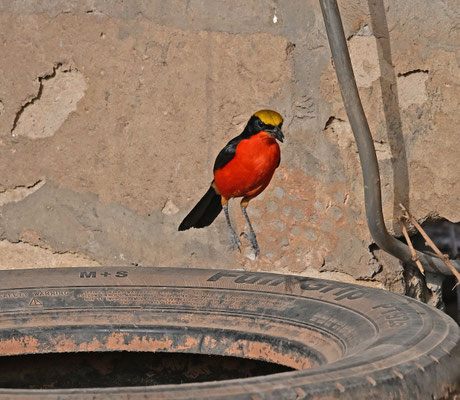 Laniarius barbarus - Common Gonolek (Yellow-crowned G.)