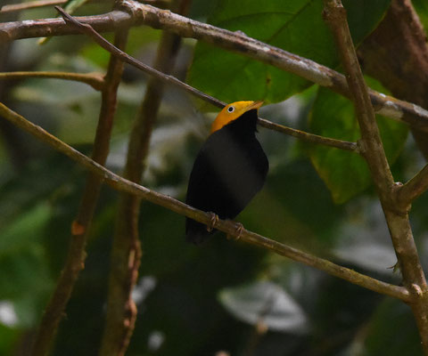 Golden-headed Manakin