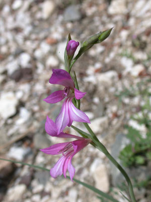 Gladiolus imbricatus