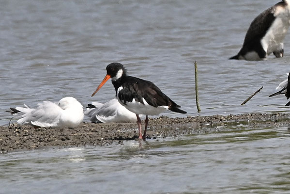 Haematopus ostralegus - Eurasian Oystercatcher