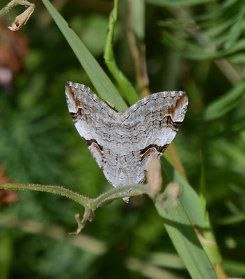 Aplocera praeformata - Bonte blokspanner