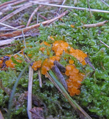 Byssonectria aggregata - Klein oranje zandschijfje