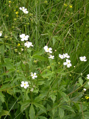 Ranunculus aconitifolius