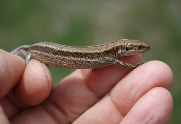 Levendbarende hagedis (Zootheca vivipara)