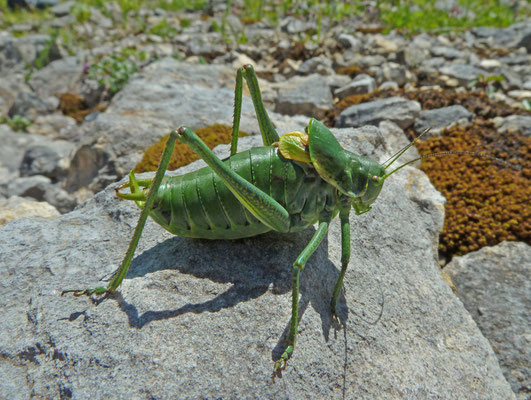 Polysarcus denticauda - Dikbuiksprinkhaan