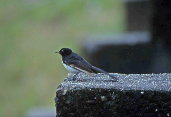 Willy Wagtail