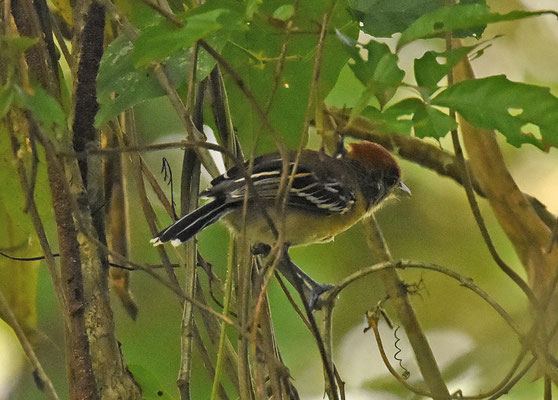Black-crested Antshrike