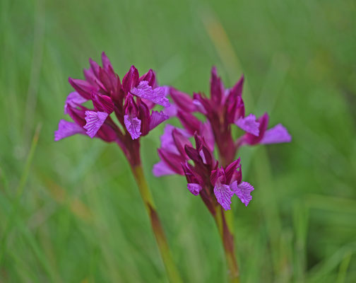 Vlinderorchis