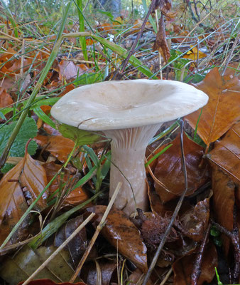 Clitocybe geotropa - Grote trechterzwam