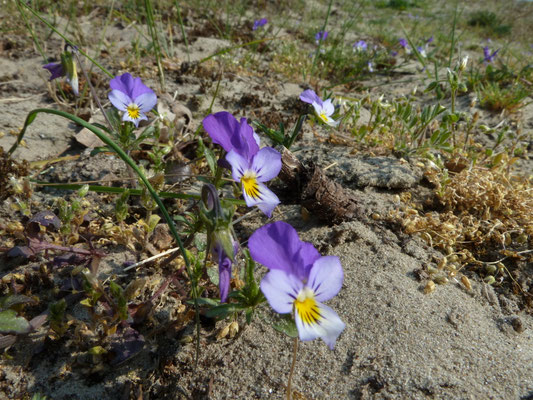 Viola tricolor subsp. curtisii - Duinviooltje
