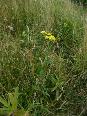 Senecio aquaticus - Waterkruiskruid