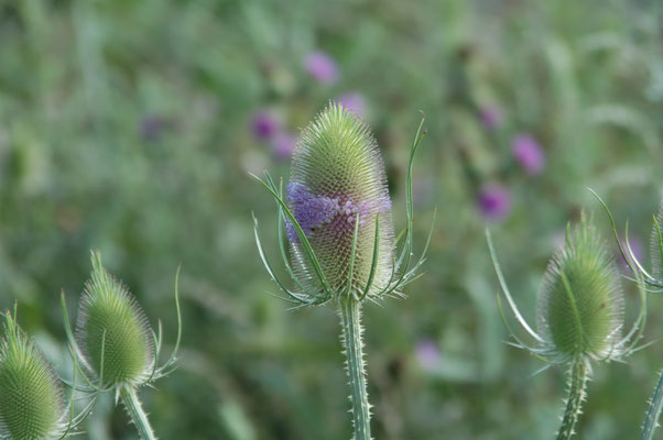 Dipsacus fullonum - Grote kaardebol