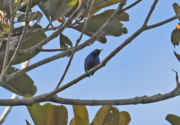 Short-billed Honeycreeper