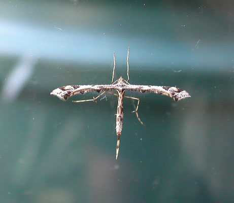 Amblyptilia acanthadactyla - Scherphoekvedermot